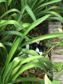 friendly cat relaxes in the garden at Casa Mosaica