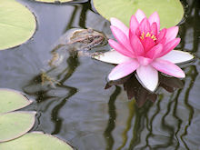 Frog in the lily pond at Casa Mosaica