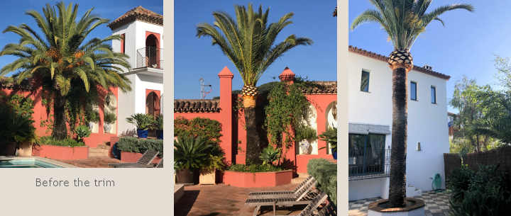 Palm trees at Casa Mosaica