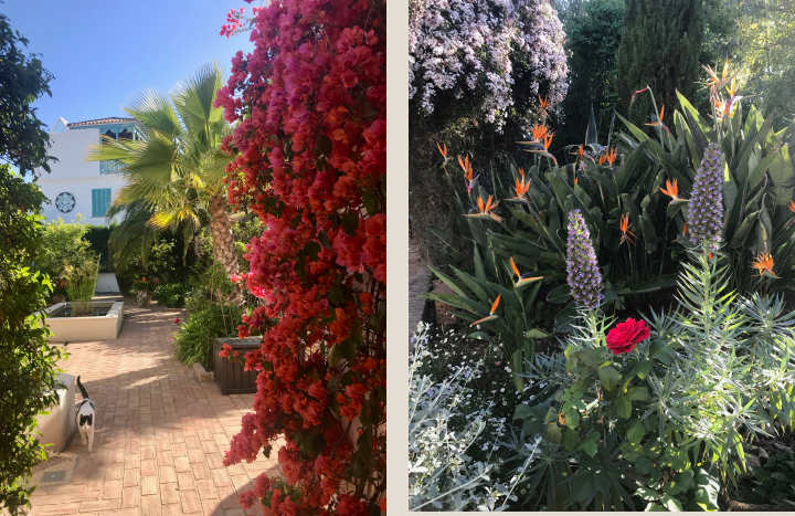 Garden blooms at Casa Mosaica